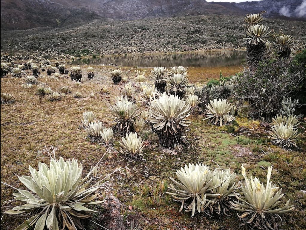 Foto: entreojos.co