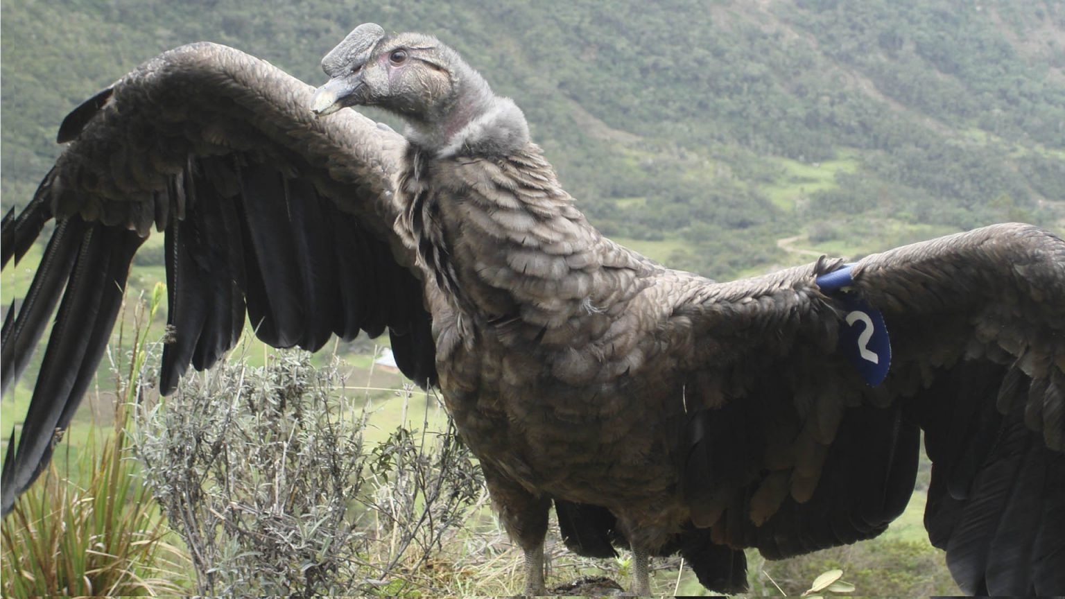 condor andino