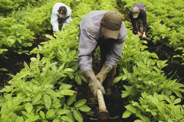 images_articulos_agro_agricultura_cultivo