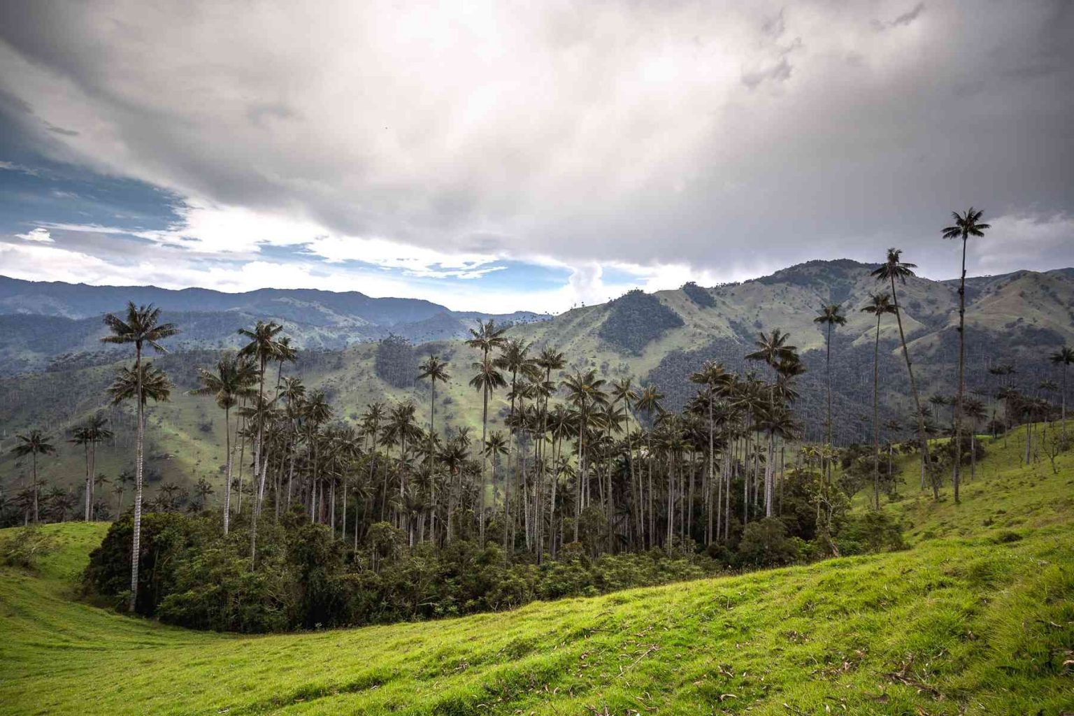 Foto: Felipe Villegas (Instituto Humboldt).
