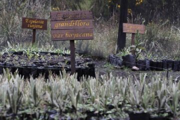 Vivero Guanentá