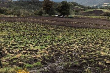 Cultivo páramo