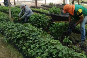 Vivero