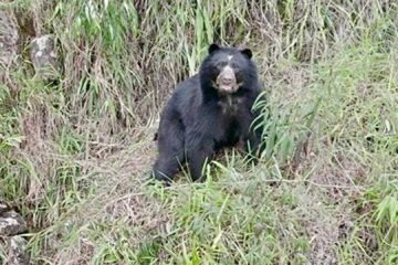Oso
