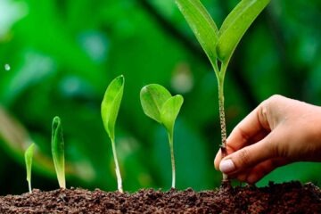 Planta Cop30