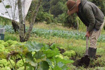 Agricultura sostenible