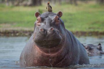 Hipopótamo