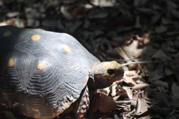 Tortuga